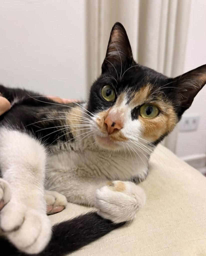 Doce de Leite, gata de porte pequeno para adoção em Taboão da Serra - SP
