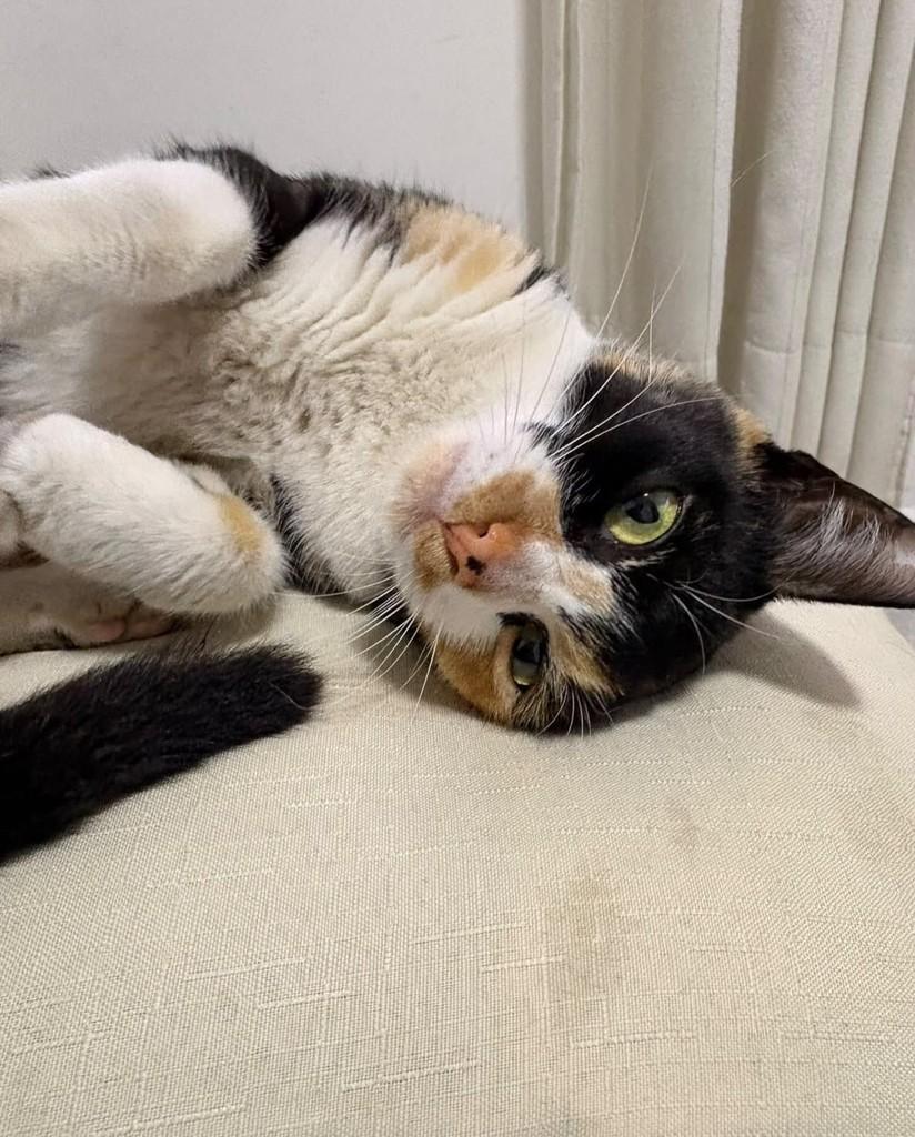 Doce de Leite, gata de porte pequeno para adoção em Taboão da Serra - SP — foto 2 de 5