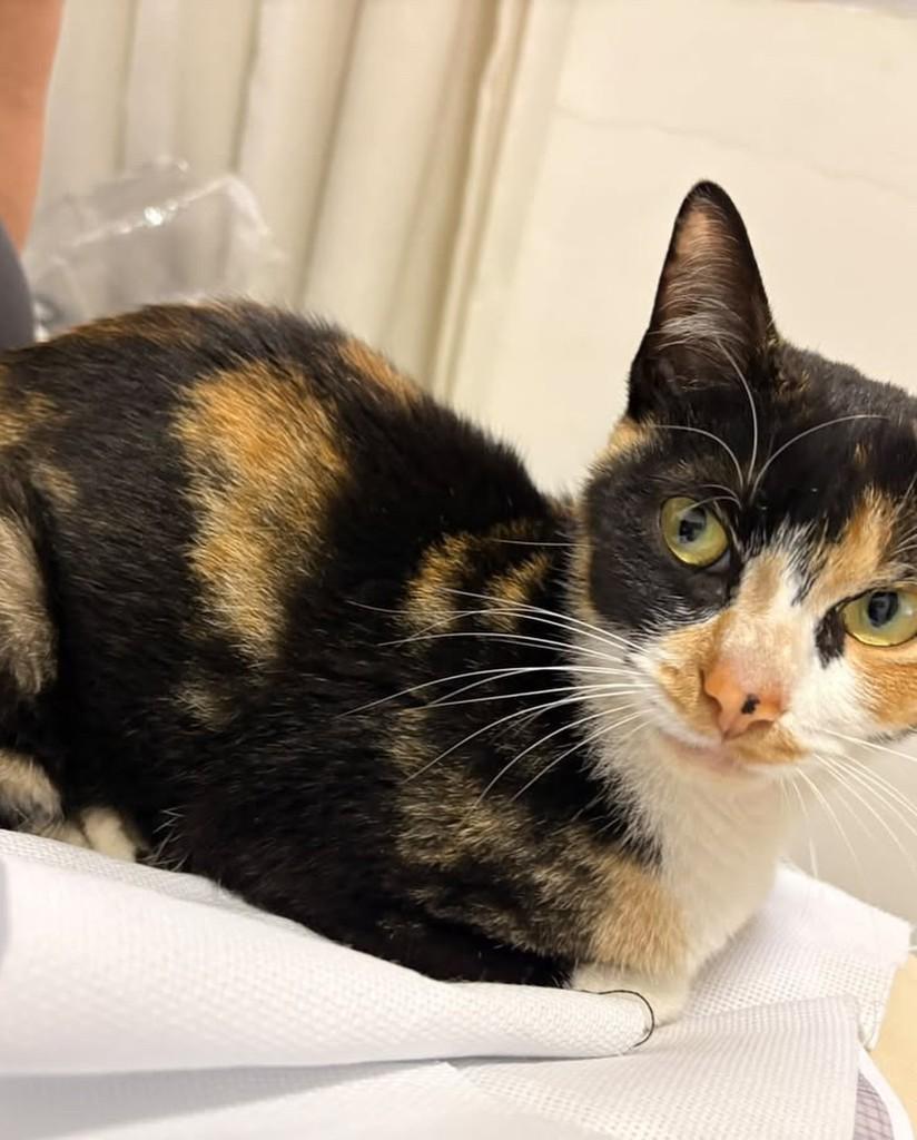 Doce de Leite, gata de porte pequeno para adoção em Taboão da Serra - SP — foto 3 de 5