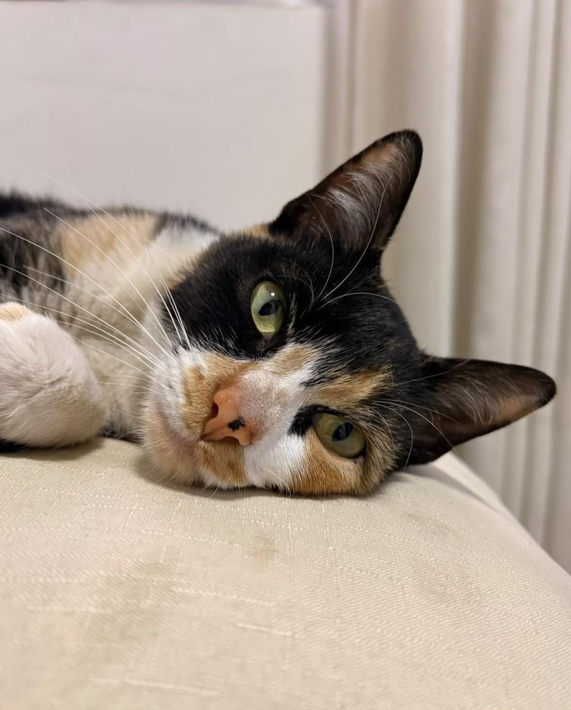 Doce de Leite, gata de porte pequeno para adoção em Taboão da Serra - SP — foto 4 de 5