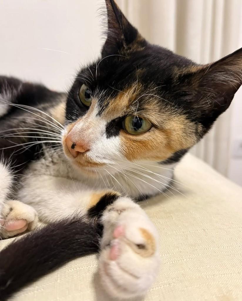 Doce de Leite, gata de porte pequeno para adoção em Taboão da Serra - SP — foto 5 de 5