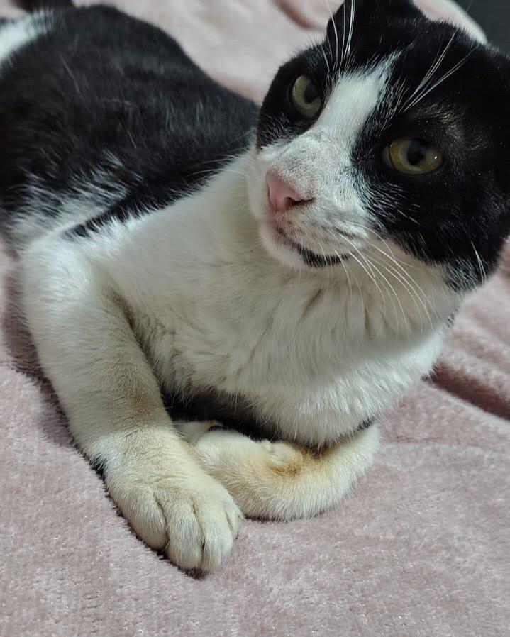 Frajola, gato de porte pequeno para adoção em Praia Grande - SP