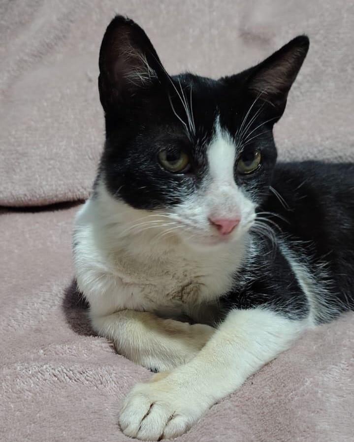 Frajola, gato de porte pequeno para adoção em Praia Grande - SP — foto 2 de 2