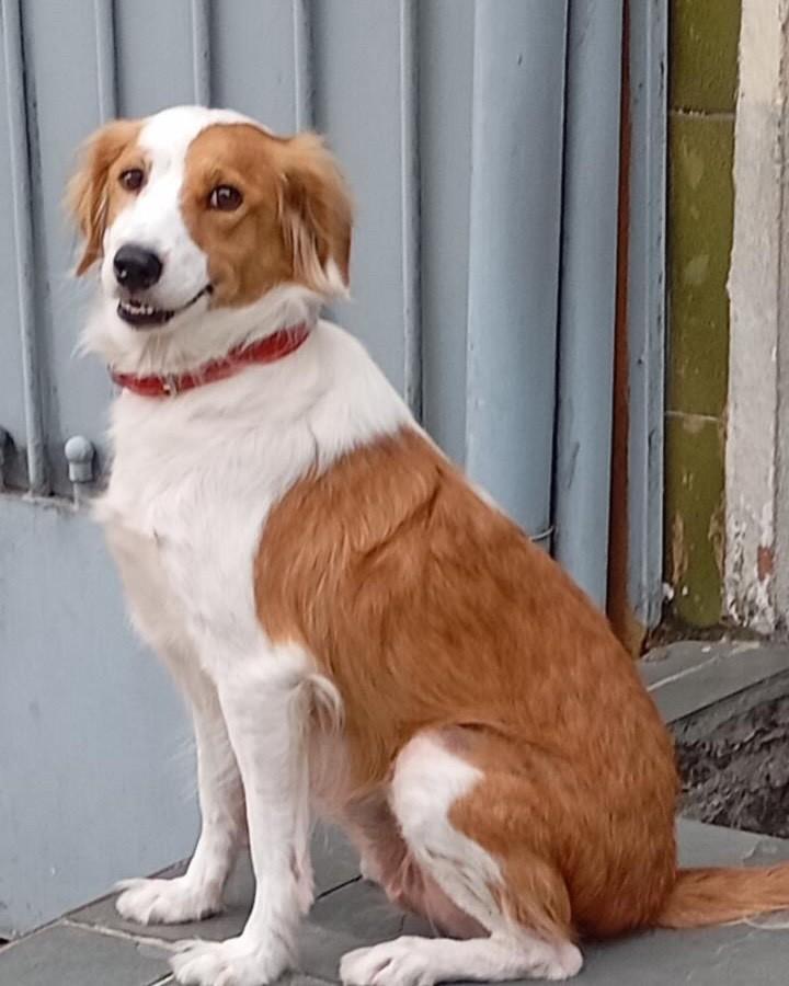 Mel, cadela de porte médio para adoção em Taboão da Serra - SP