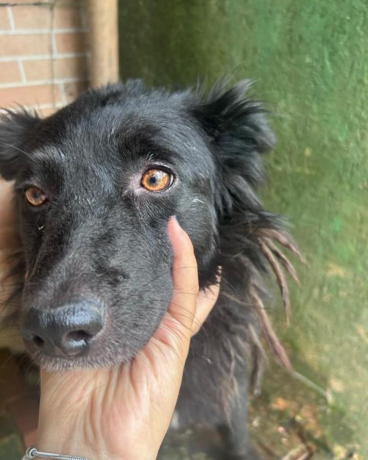 Tina, cadela de porte médio para adoção em Taboão da Serra - SP