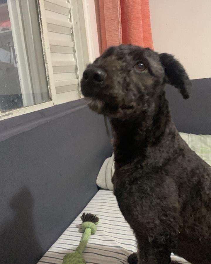 Nina, cadela de porte médio para adoção em Taboão da Serra - SP