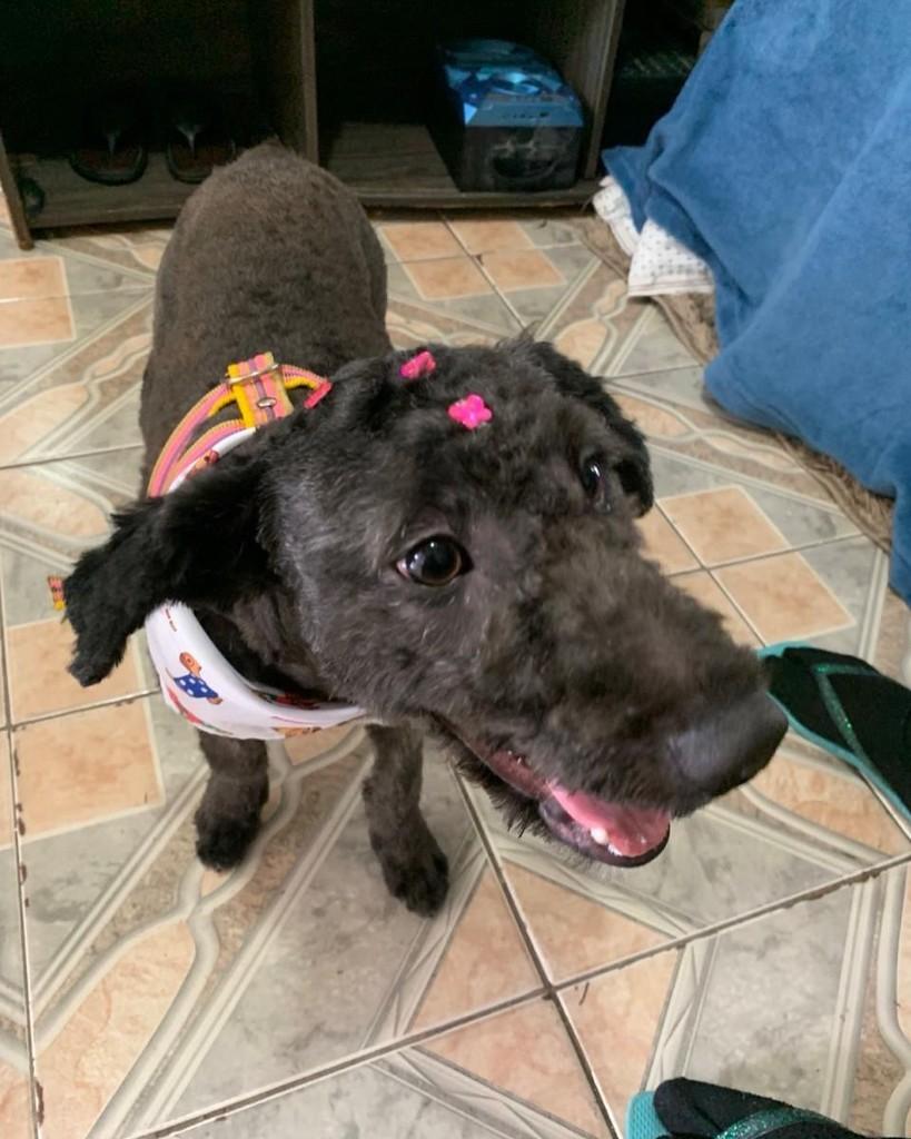 Nina, cadela de porte médio para adoção em Taboão da Serra - SP — foto 2 de 5