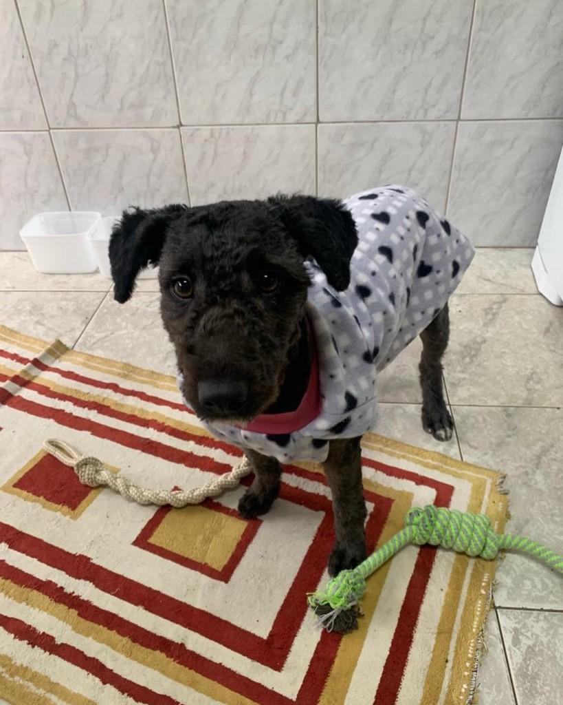 Nina, cadela de porte médio para adoção em Taboão da Serra - SP — foto 3 de 5