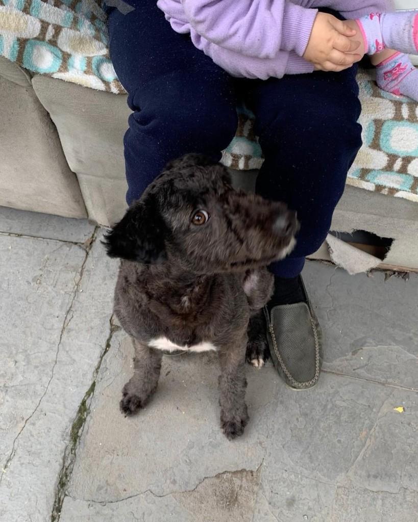 Nina, cadela de porte médio para adoção em Taboão da Serra - SP — foto 4 de 5