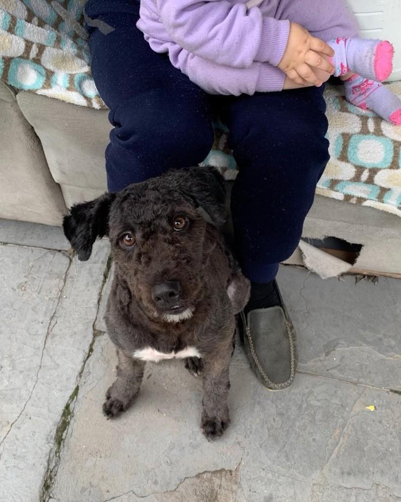Nina, cadela de porte médio para adoção em Taboão da Serra - SP — foto 5 de 5