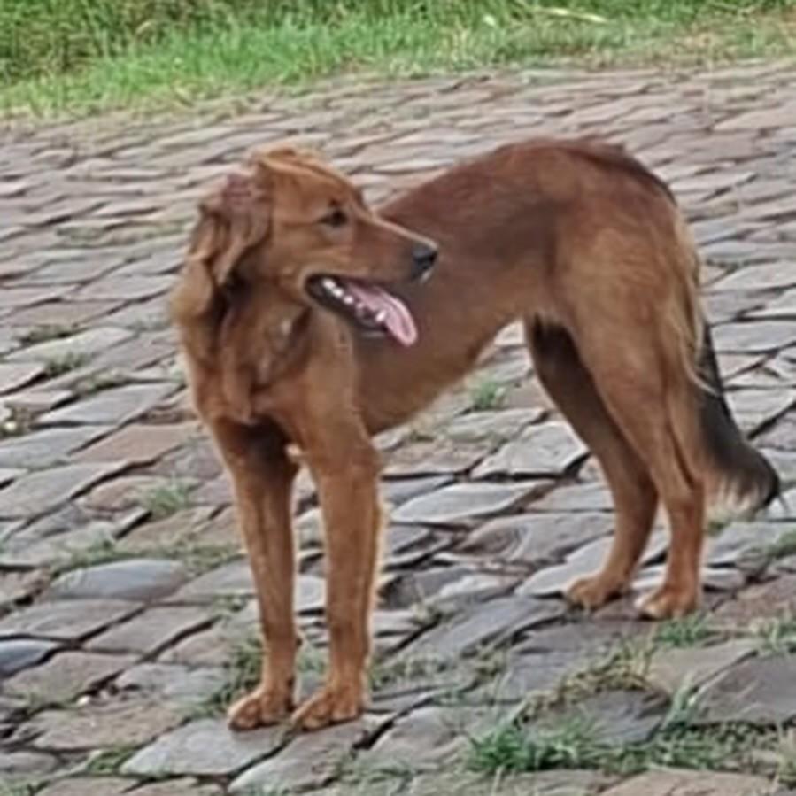 Laika, cadela de porte médio para adoção em Lagoa dos Três Cantos - RS