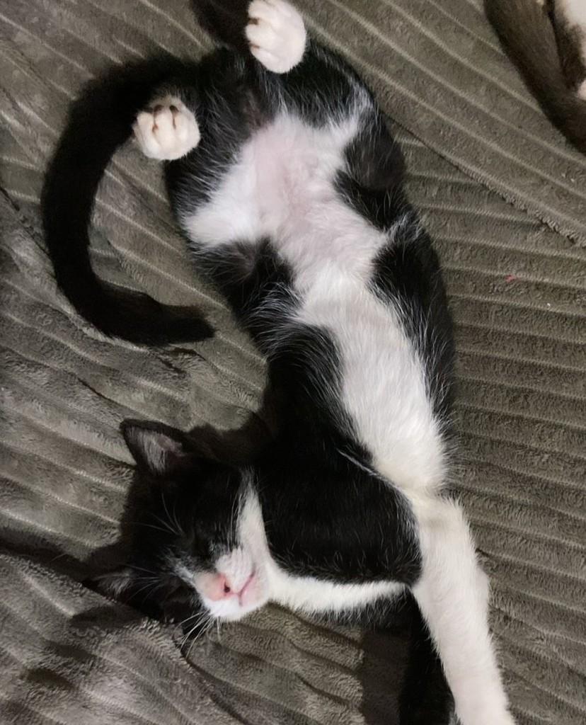 Poke, gato de porte pequeno para adoção em Tapera - RS
