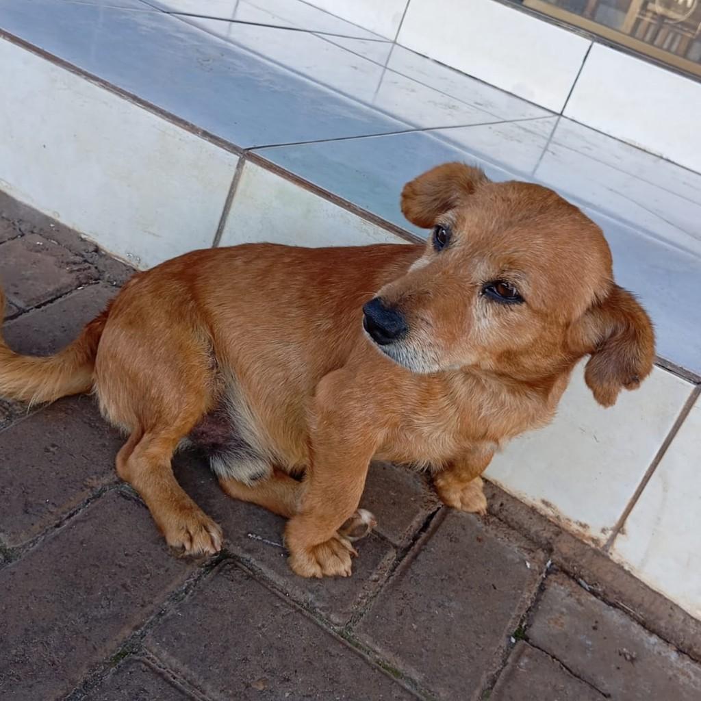 Mocinho, cachorro de porte pequeno para adoção em Tapera - RS