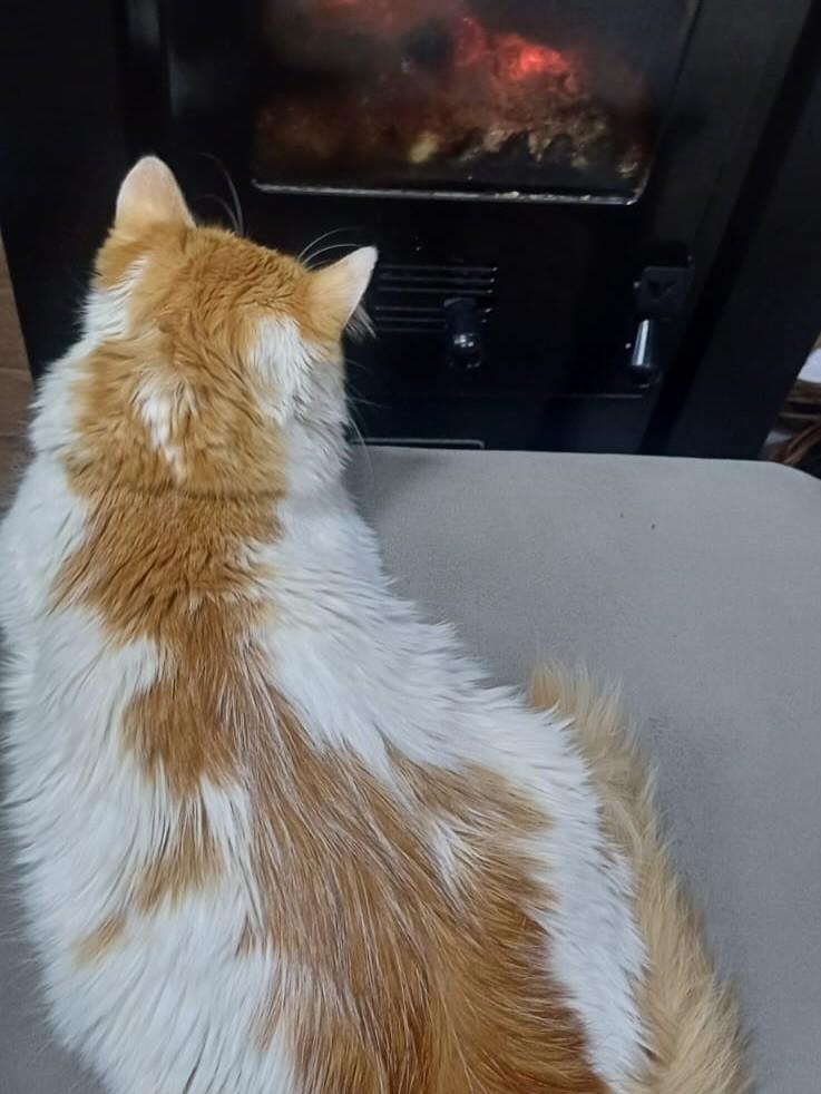 Flora, gato de porte médio para adoção em Tapera - RS