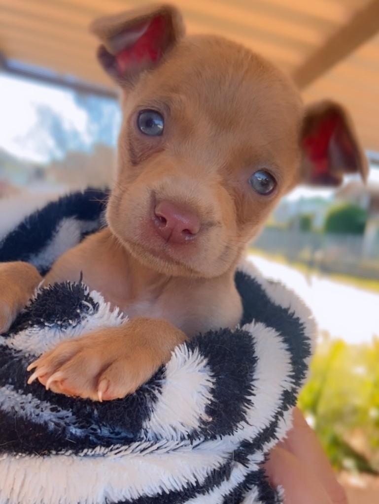 Sol, cachorro de porte pequeno para adoção em Tapera - RS