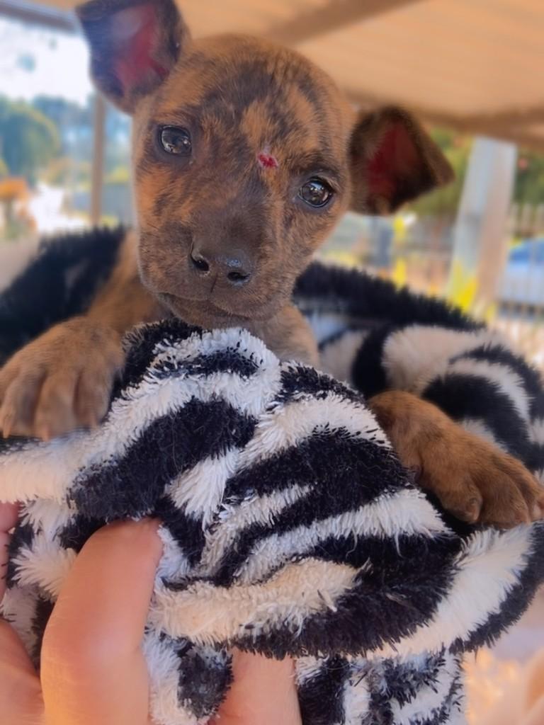 Susi, cachorro de porte pequeno para adoção em Tapera - RS
