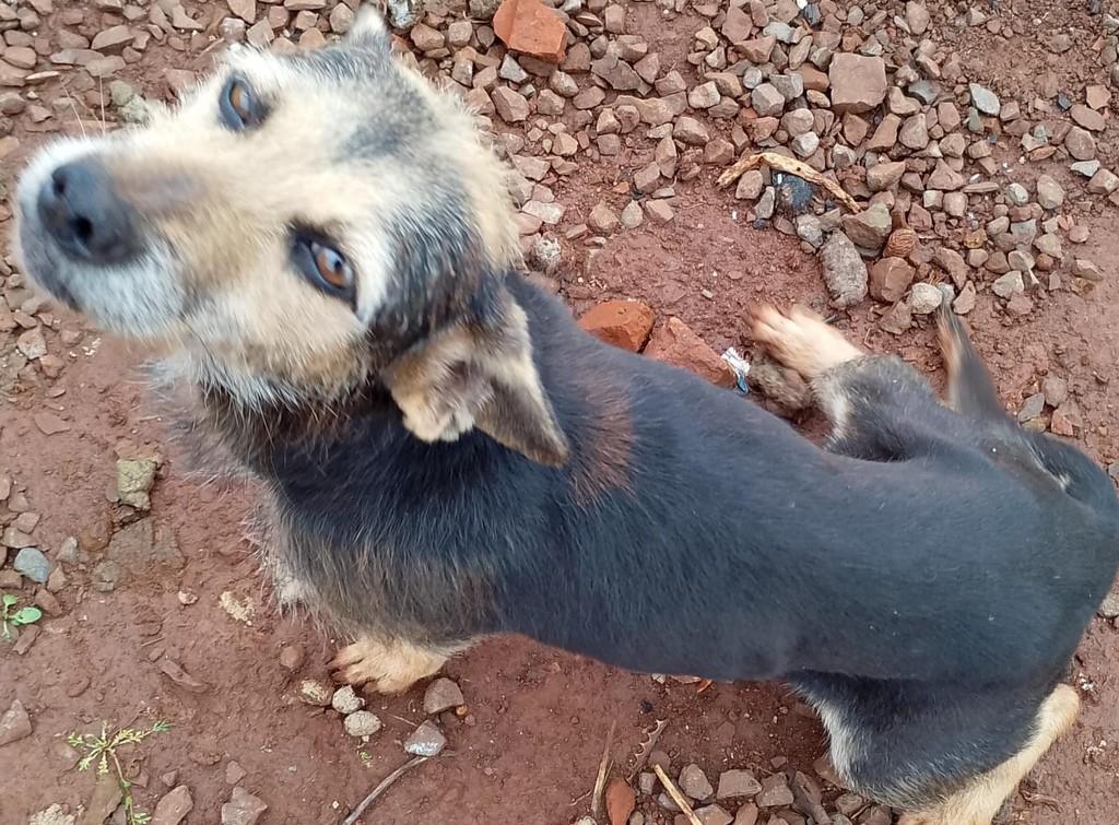 Linda, cachorro de porte pequeno para adoção em Tapera - RS