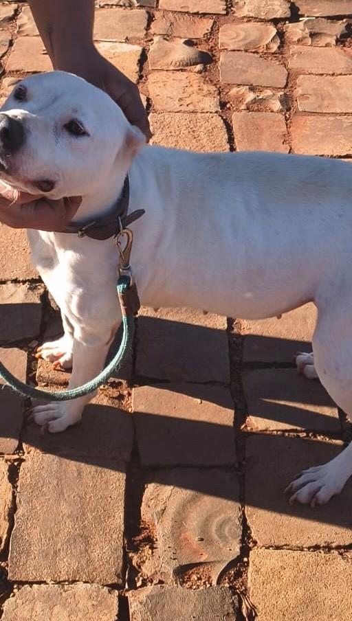 Ravena, cachorro de porte médio para adoção em Tapera - RS