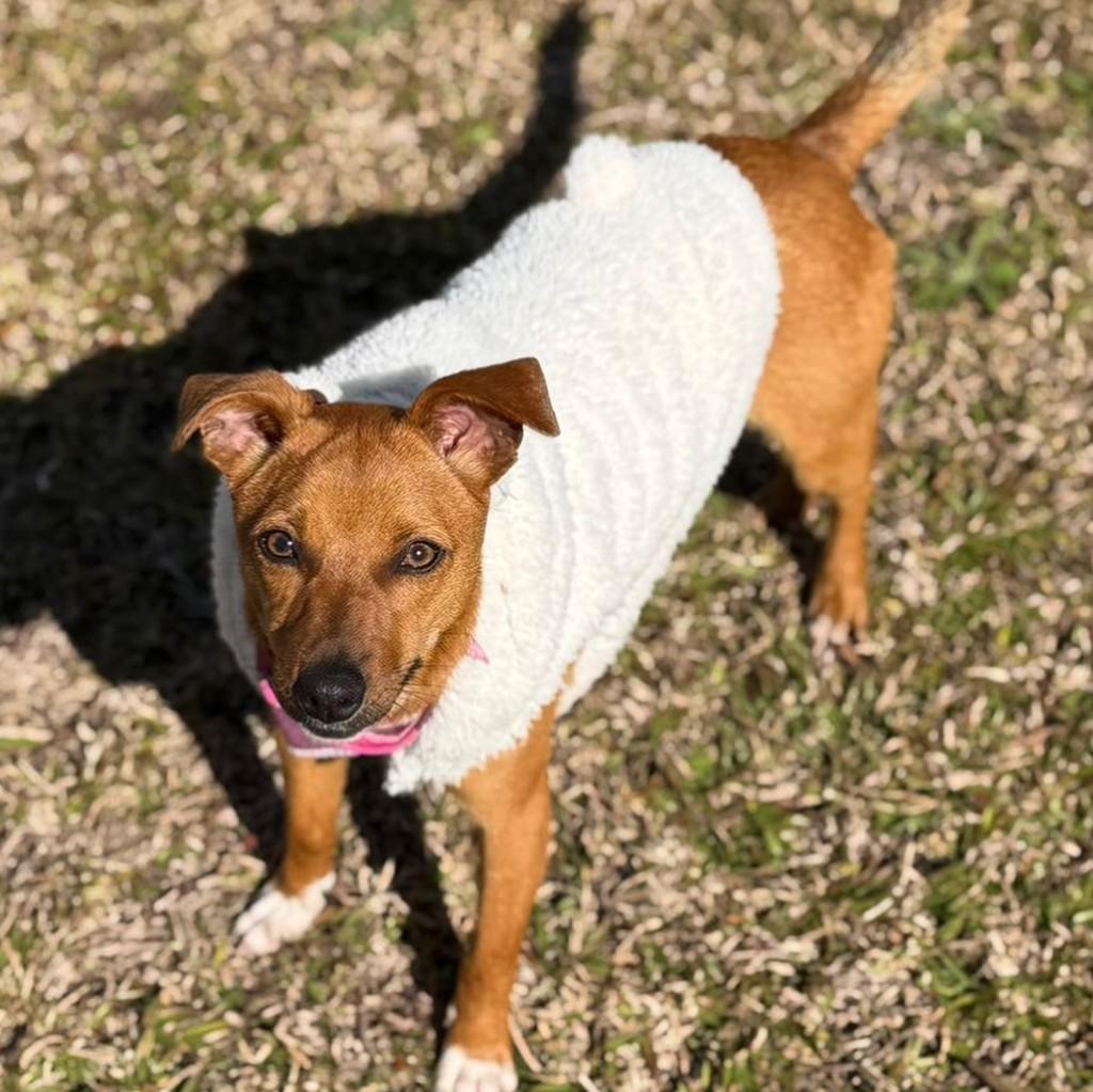 Luna, cachorro de porte pequeno para adoção em Tapera - RS