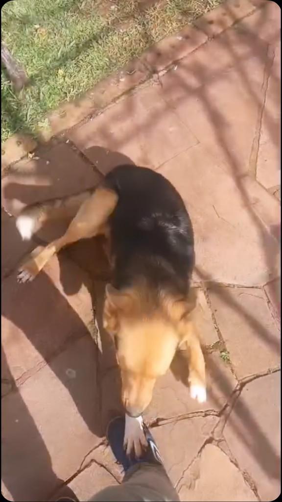 Chese, cachorro de porte médio para adoção em Tapera - RS
