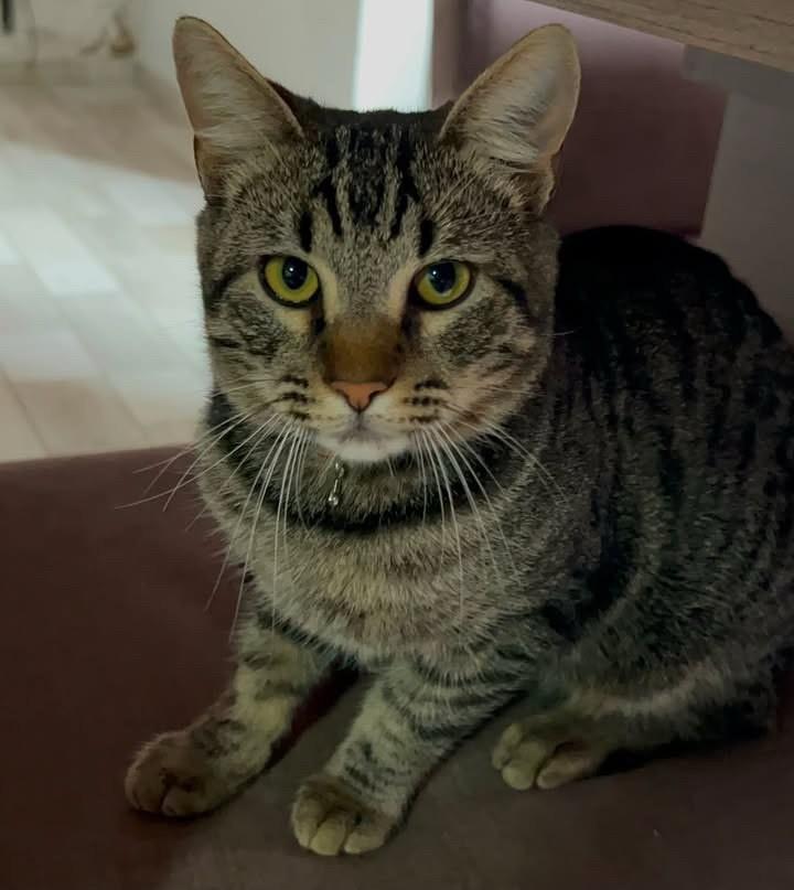 Mimi, gato de porte médio para adoção em Tapera - RS