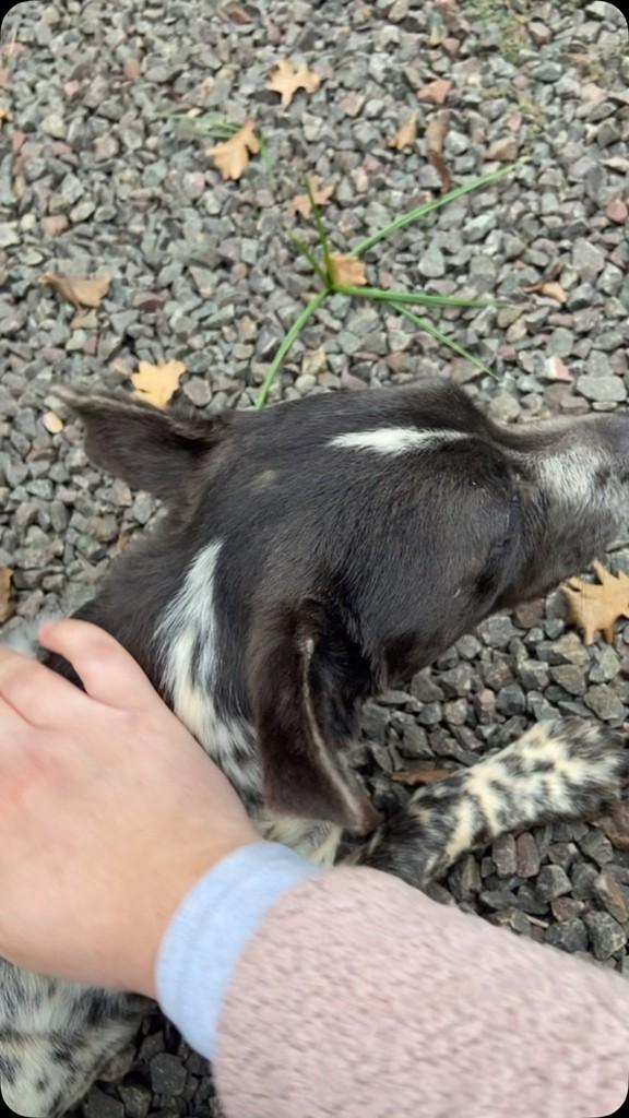 Floquinhos, cachorro de porte pequeno para adoção em Tapera - RS