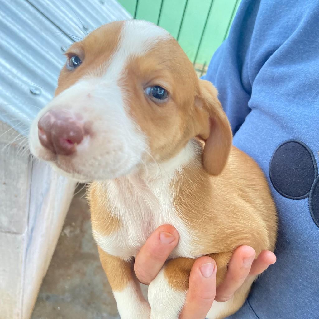 Lola, cachorro de porte grande para adoção em Tapera - RS