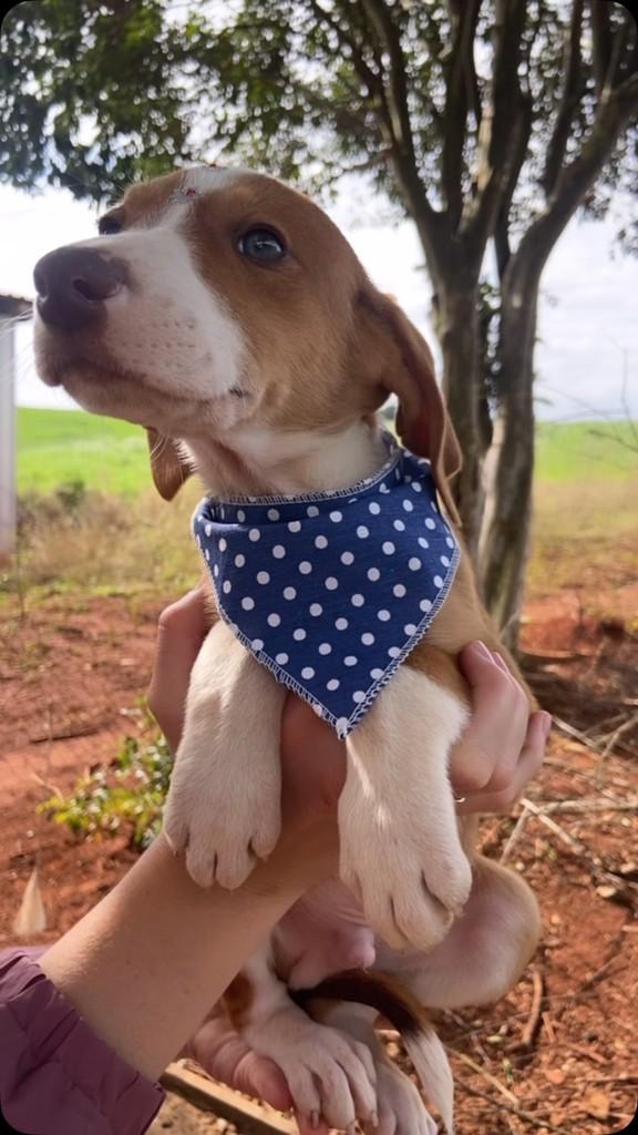 Frederico, cachorro de porte grande para adoção em Tapera - RS