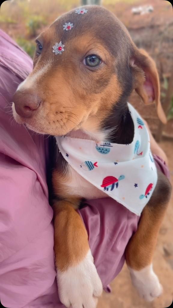 Choco, cachorro de porte grande para adoção em Tapera - RS