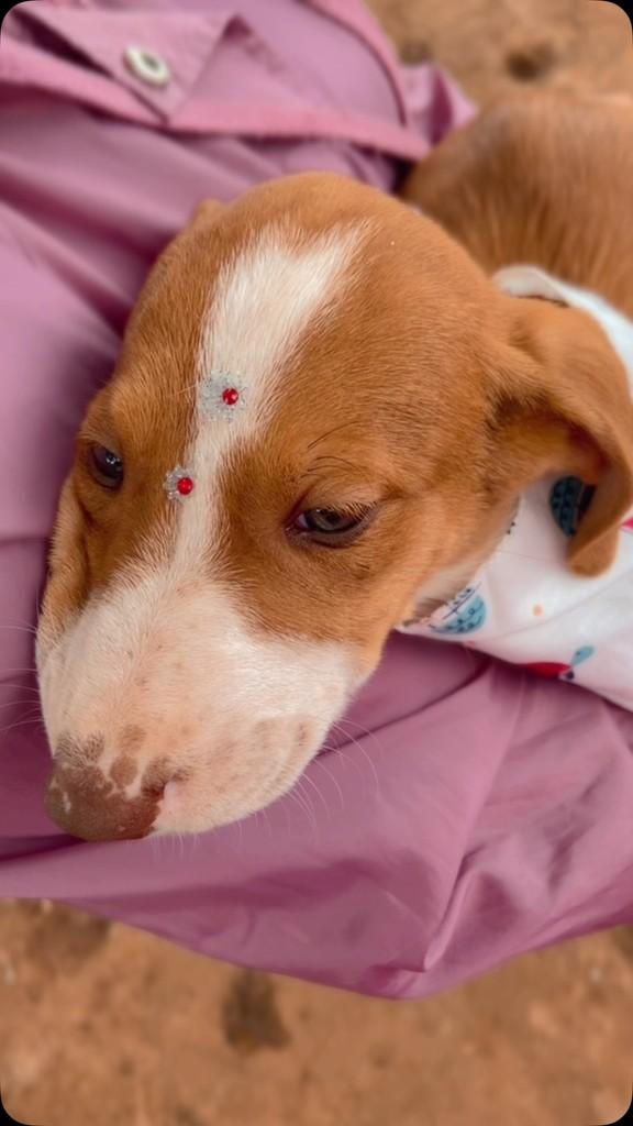 Theo, cachorro de porte grande para adoção em Tapera - RS