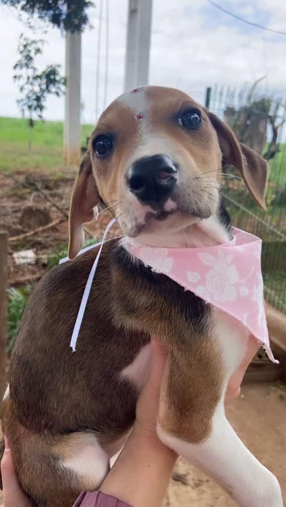 Vick, cadela de porte grande para adoção em Tapera - RS