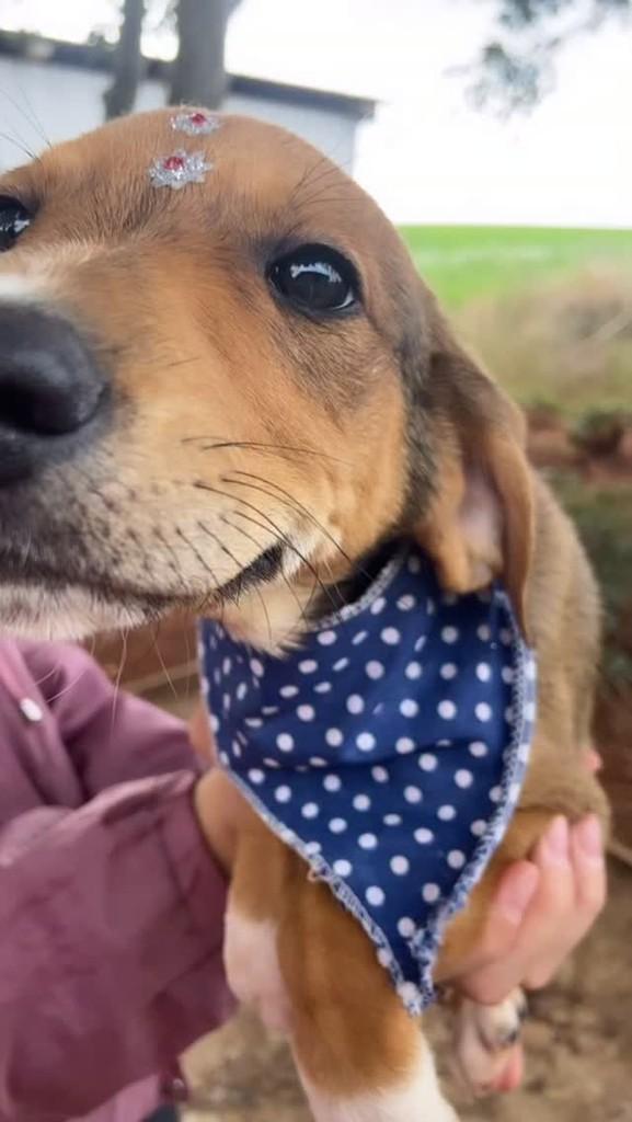 Apollo, cachorro de porte médio para adoção em Tapera - RS