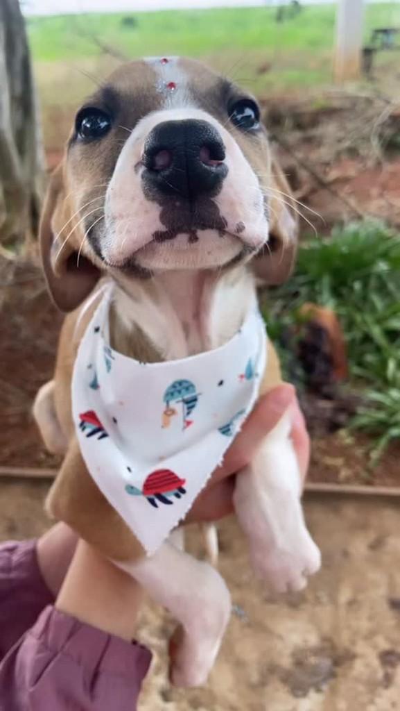 Toddy, cachorro de porte grande para adoção em Tapera - RS