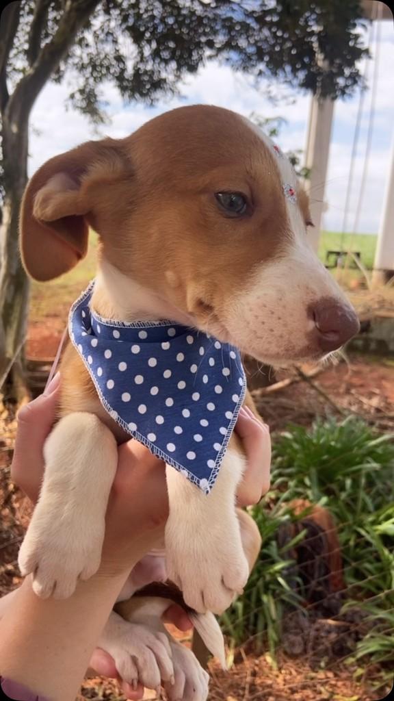 Benny, cachorro de porte grande para adoção em Tapera - RS