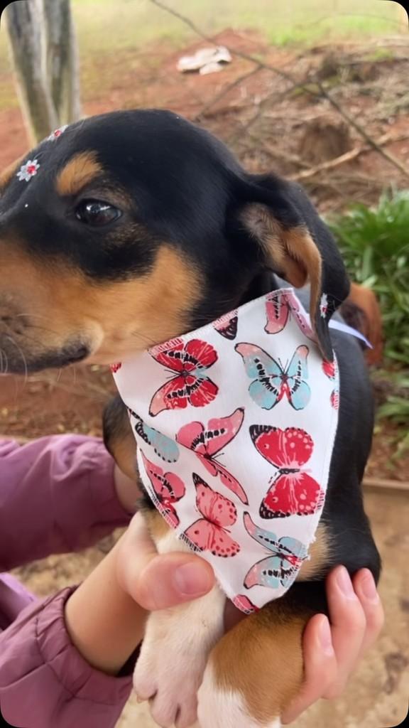 Wendy, cachorro de porte grande para adoção em Tapera - RS
