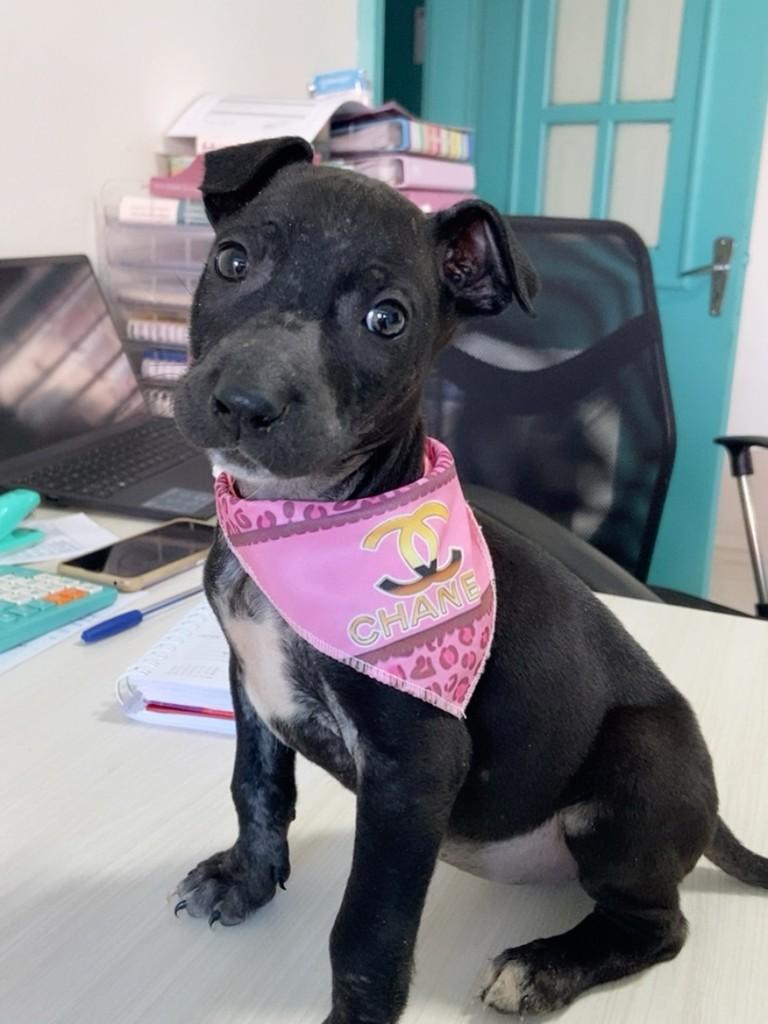 Tina, cachorro de porte médio para adoção em Tapera - RS