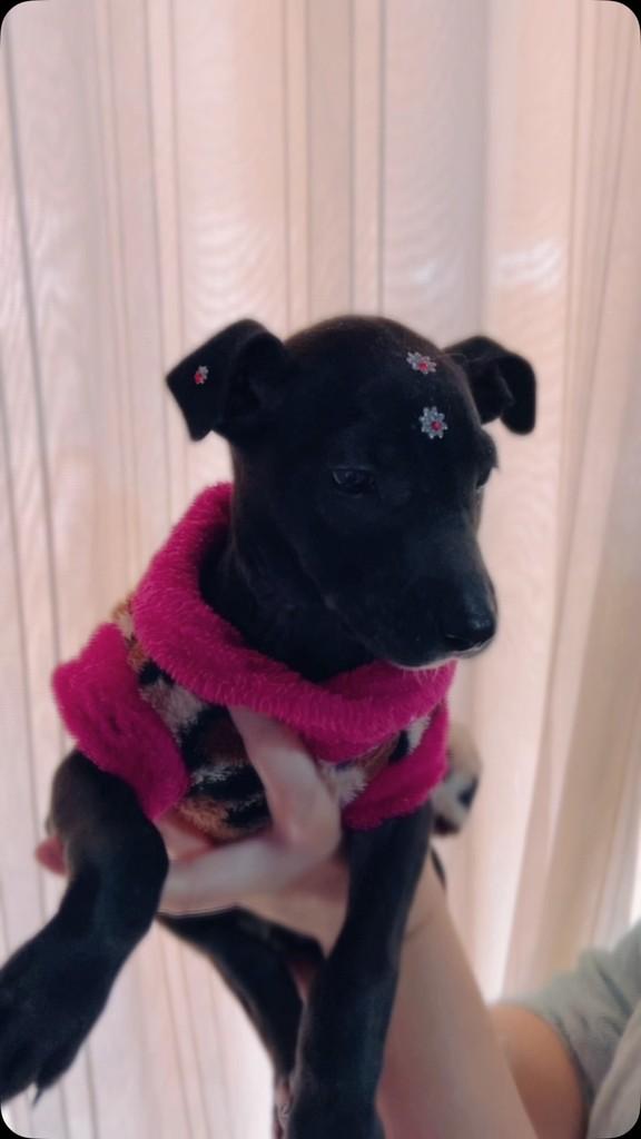 Mini Diva, cachorro de porte pequeno para adoção em Tapera - RS