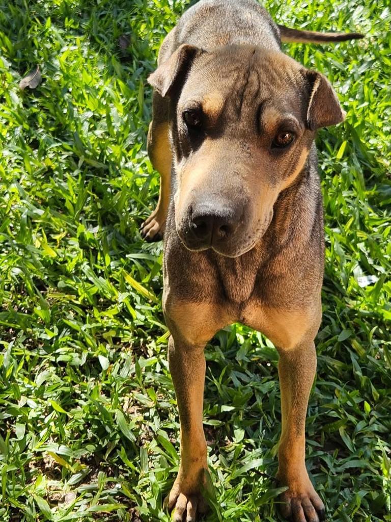 Pandora, cadela de porte médio para adoção em Tapera - RS