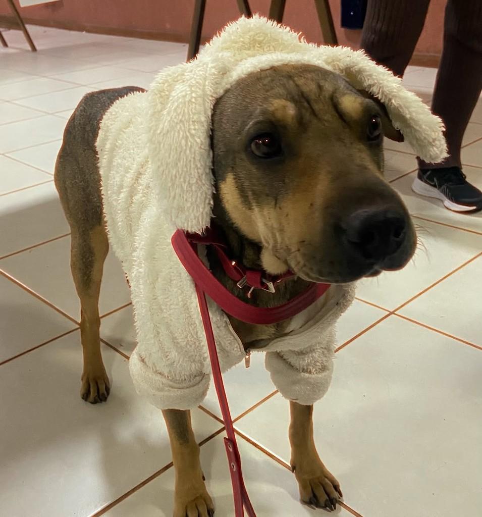 Mocinha, cadela de porte pequeno para adoção em Tapera - RS