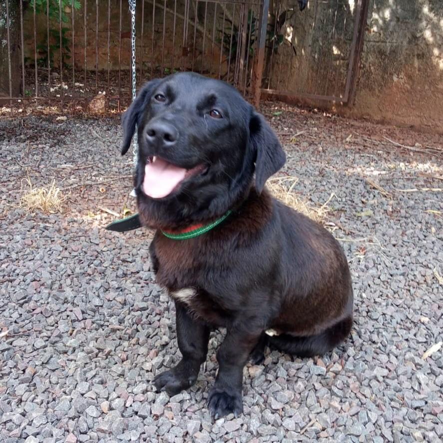 Lita, cadela de porte pequeno para adoção em Tapera - RS