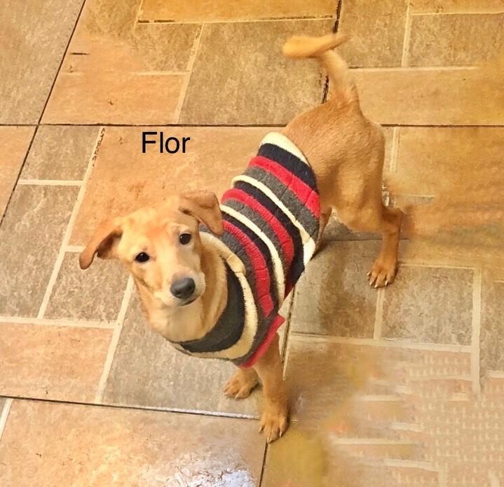 Flor, cadela de porte pequeno para adoção em São Paulo - SP