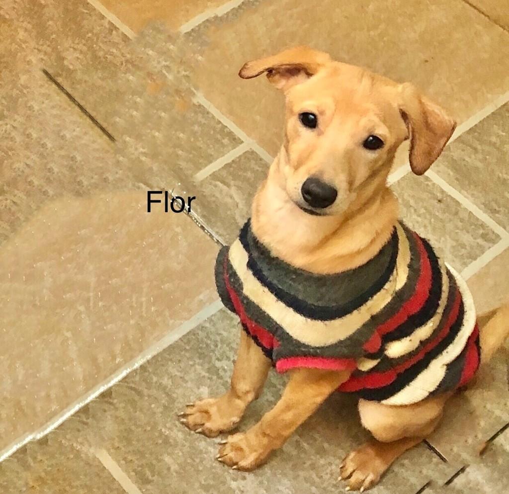 Flor, cadela de porte pequeno para adoção em São Paulo - SP — foto 2 de 2