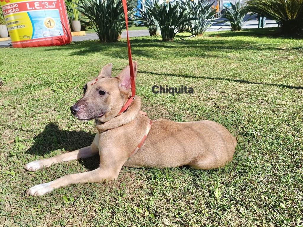 Chikita, cadela de porte médio para adoção em São Paulo - SP