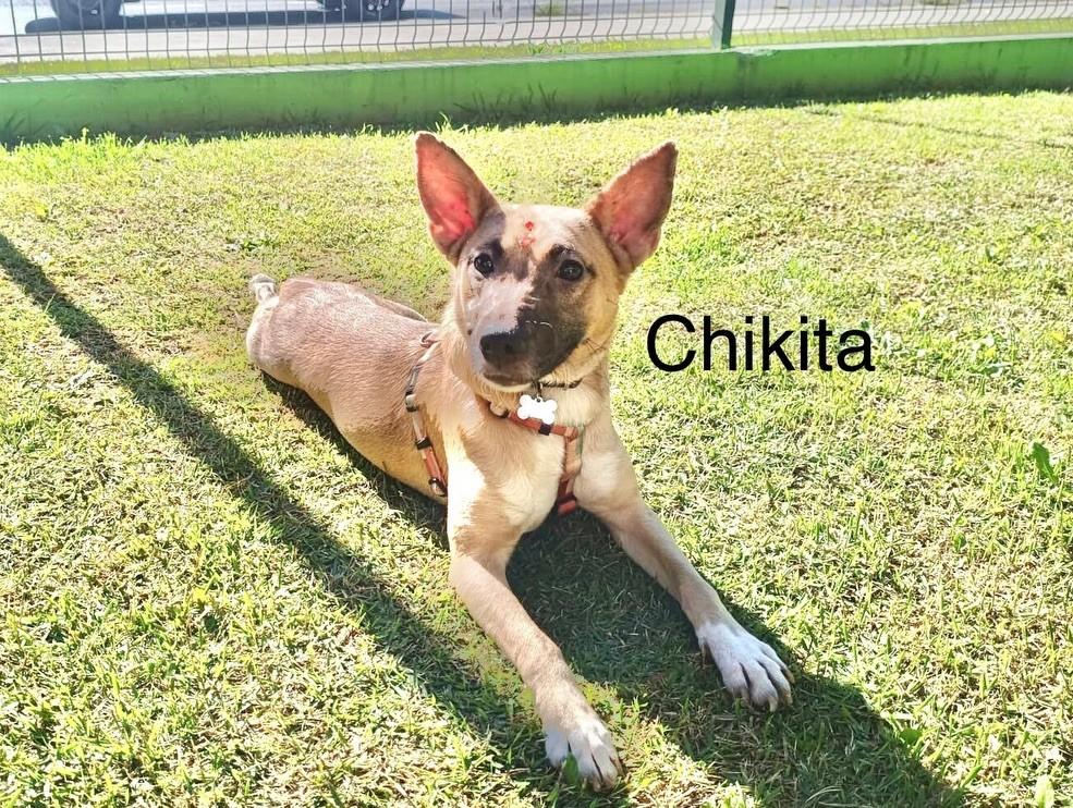 Chikita, cadela de porte médio para adoção em São Paulo - SP — foto 2 de 2