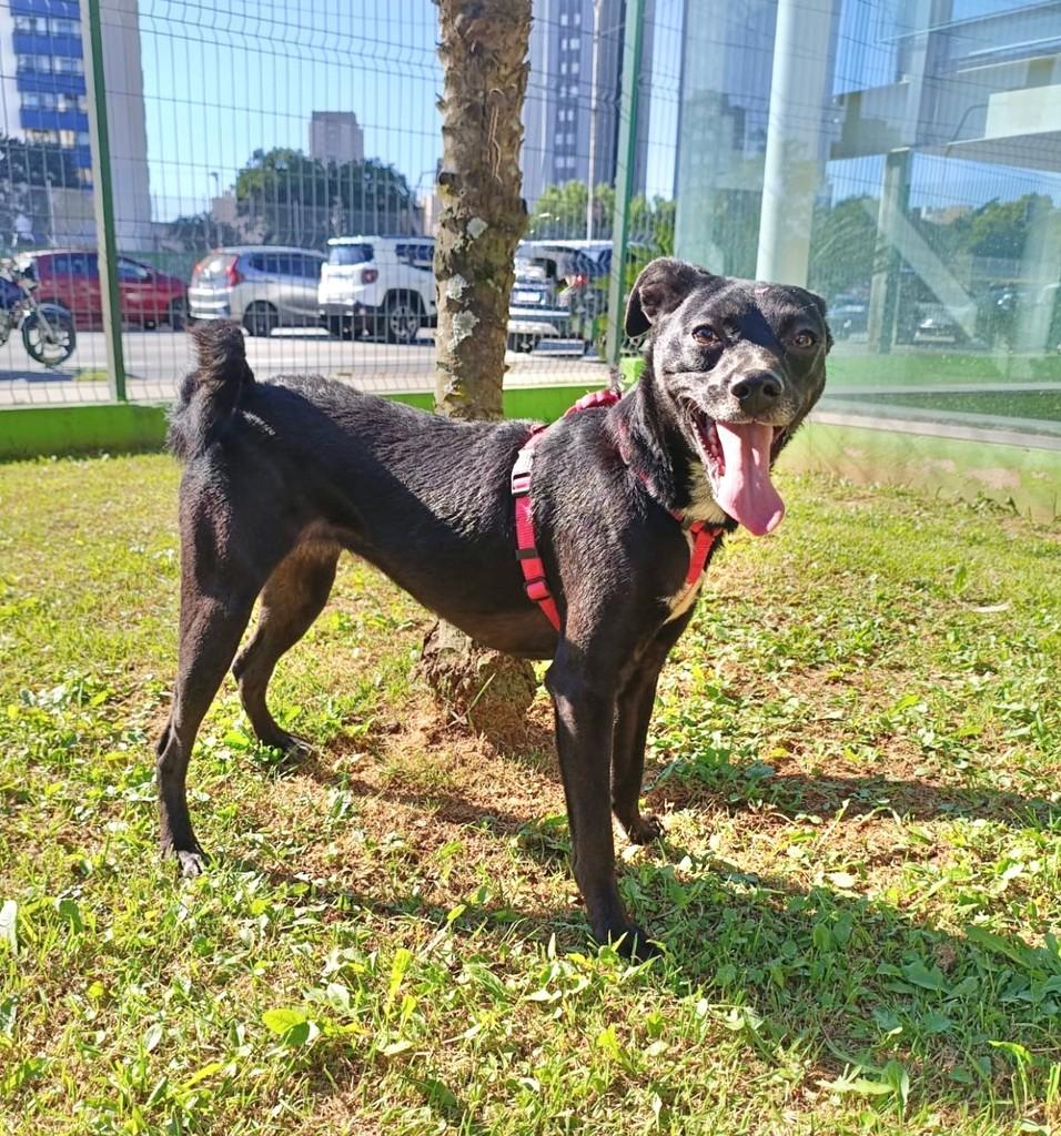 Ivy, cadela de porte pequeno para adoção em São Paulo - SP