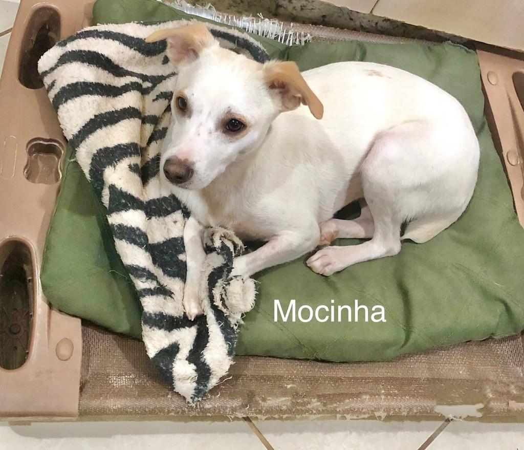 Mocinha, cadela de porte pequeno para adoção em São Paulo - SP