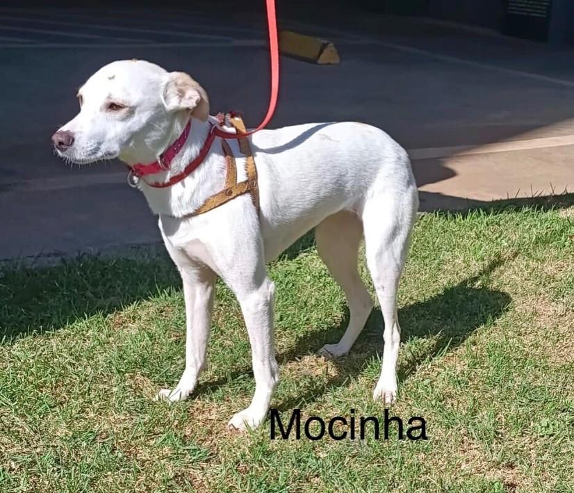 Mocinha, cadela de porte pequeno para adoção em São Paulo - SP — foto 2 de 2