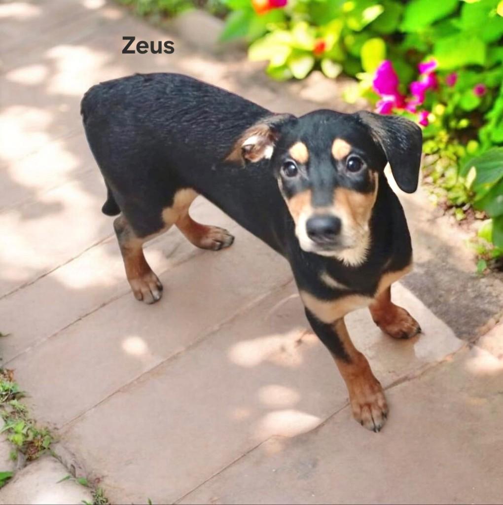 Zeus, cachorro de porte pequeno para adoção em São Paulo - SP