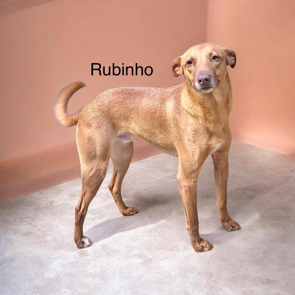 Rubinho, cachorro de porte médio para adoção em São Paulo - SP