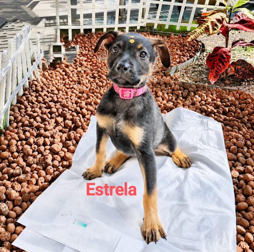 Estrela, cachorro de porte pequeno para adoção em São Paulo - SP